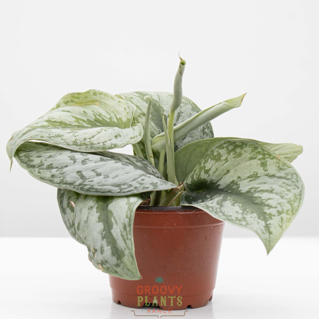 Satin Pothos | Scindapsus pictus 'exotica' 4" pot