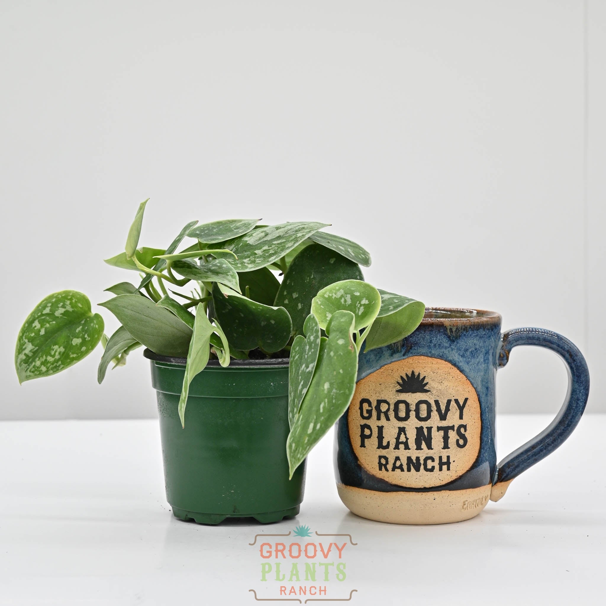 Silver Ann Pothos | Scindapsus pictus 'Silvery Ann' 4" pot