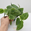 Silver Ann Pothos | Scindapsus pictus 'Silvery Ann' 4" pot