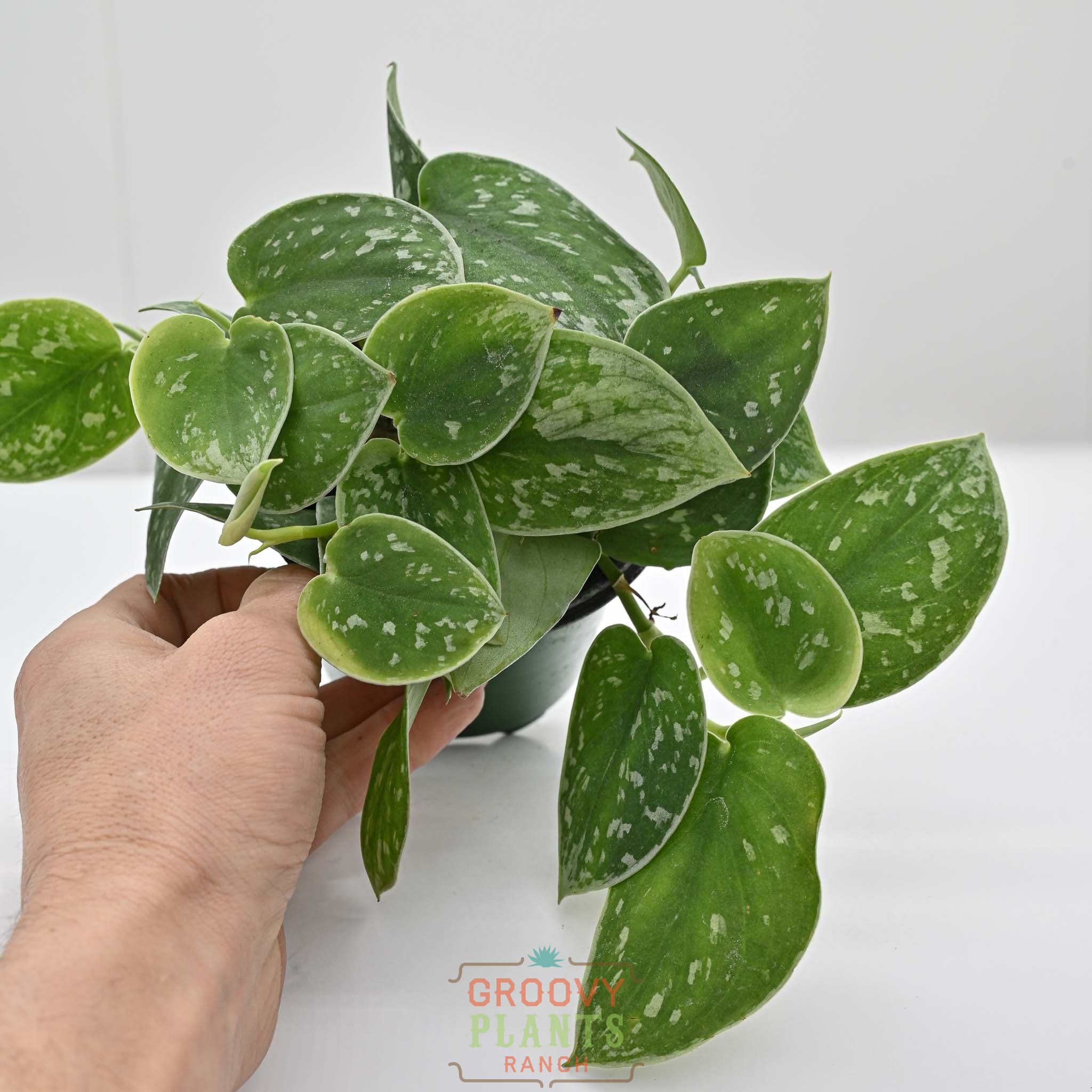 Silver Ann Pothos | Scindapsus pictus 'Silvery Ann' 4" pot