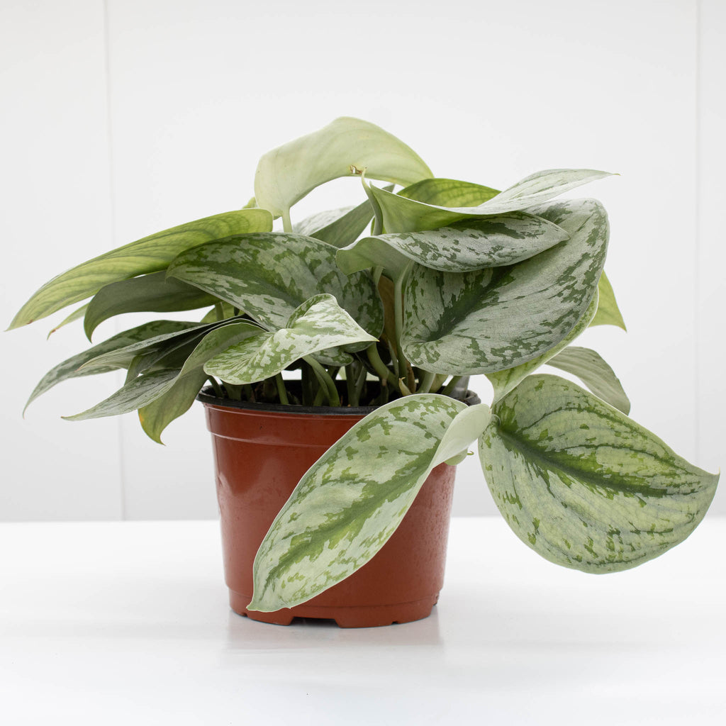 Satin Pothos | Scindapsus pictus 6" pot