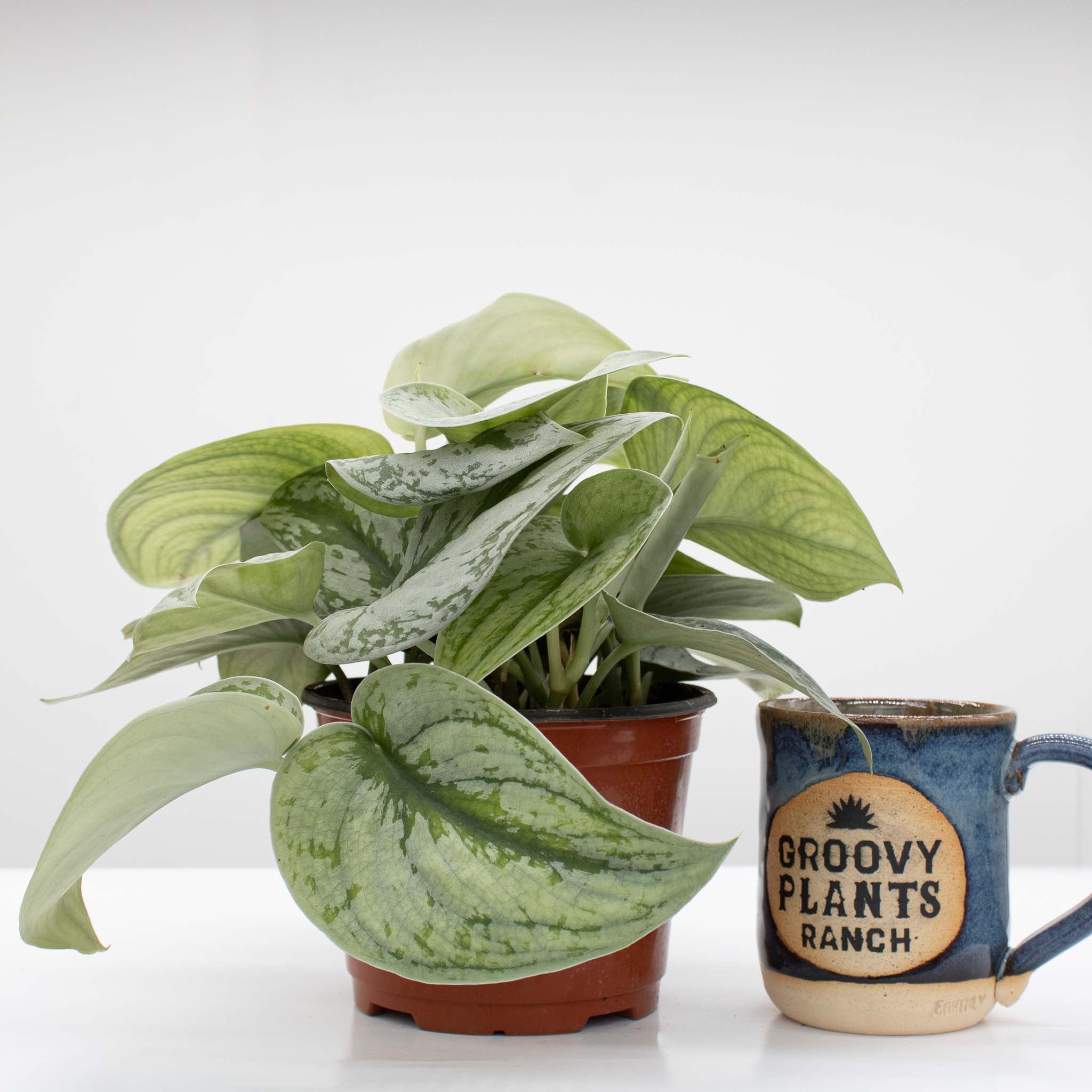 Satin Pothos | Scindapsus pictus 'exotica' 6" pot