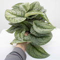 Satin Pothos | Scindapsus pictus 6" pot