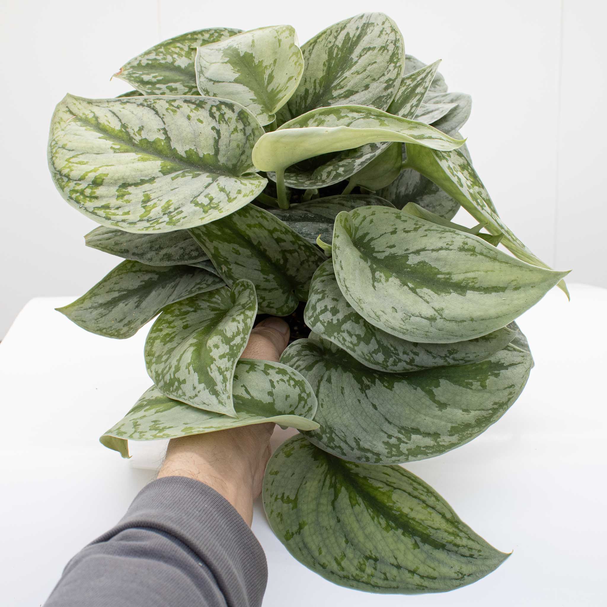 Satin Pothos | Scindapsus pictus 'exotica' 6" pot