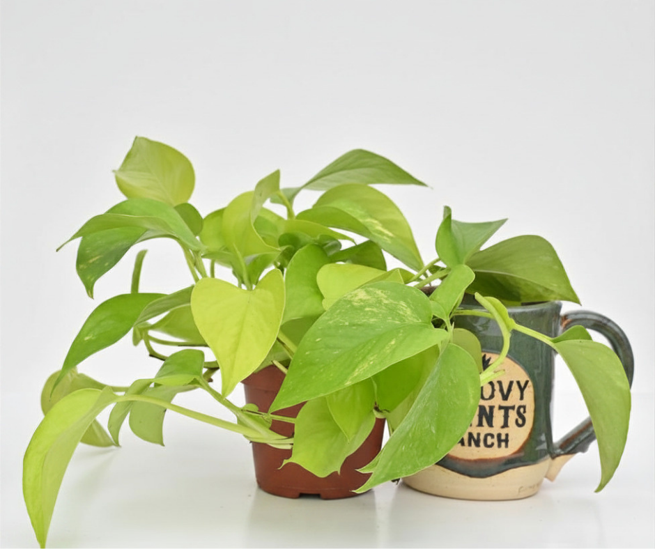Neon Pothos | Epipremnum aureum 'Neon'