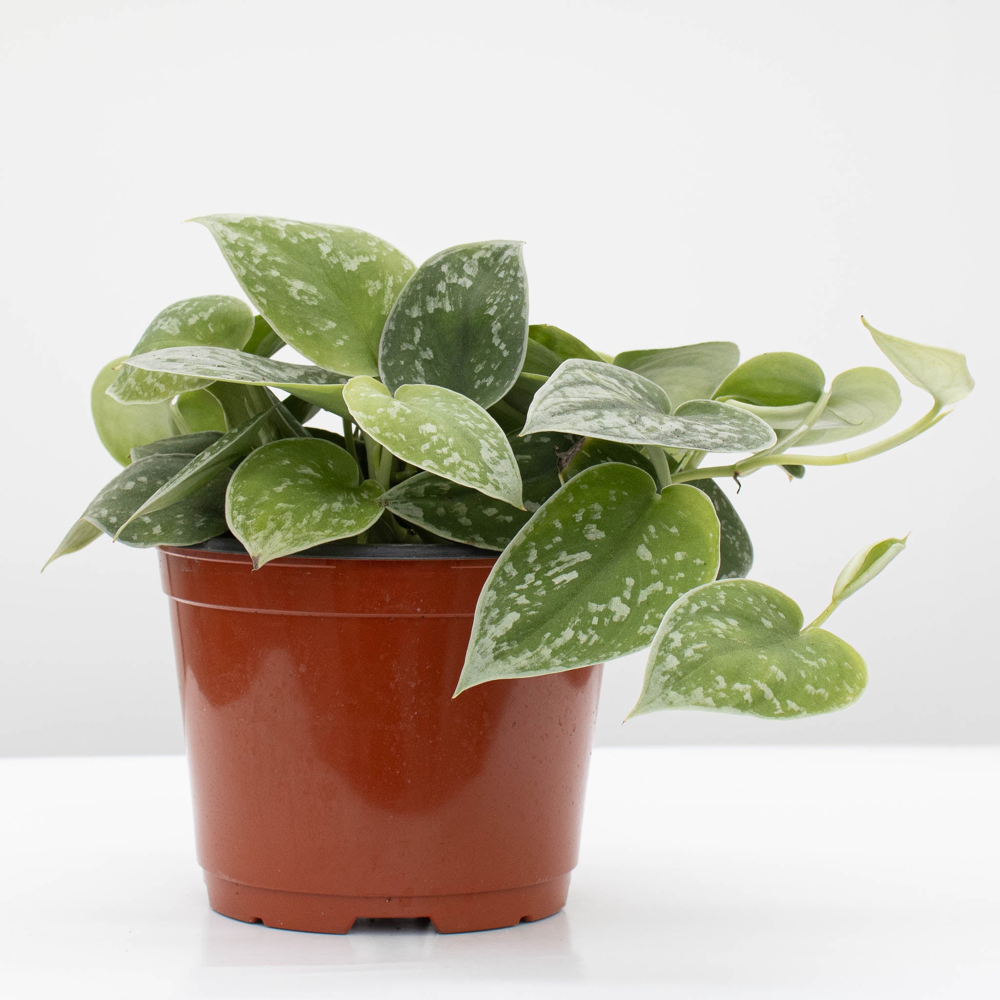 Silver Ann Pothos | Scindapsus pictus 'Silvery Ann' 6" pot