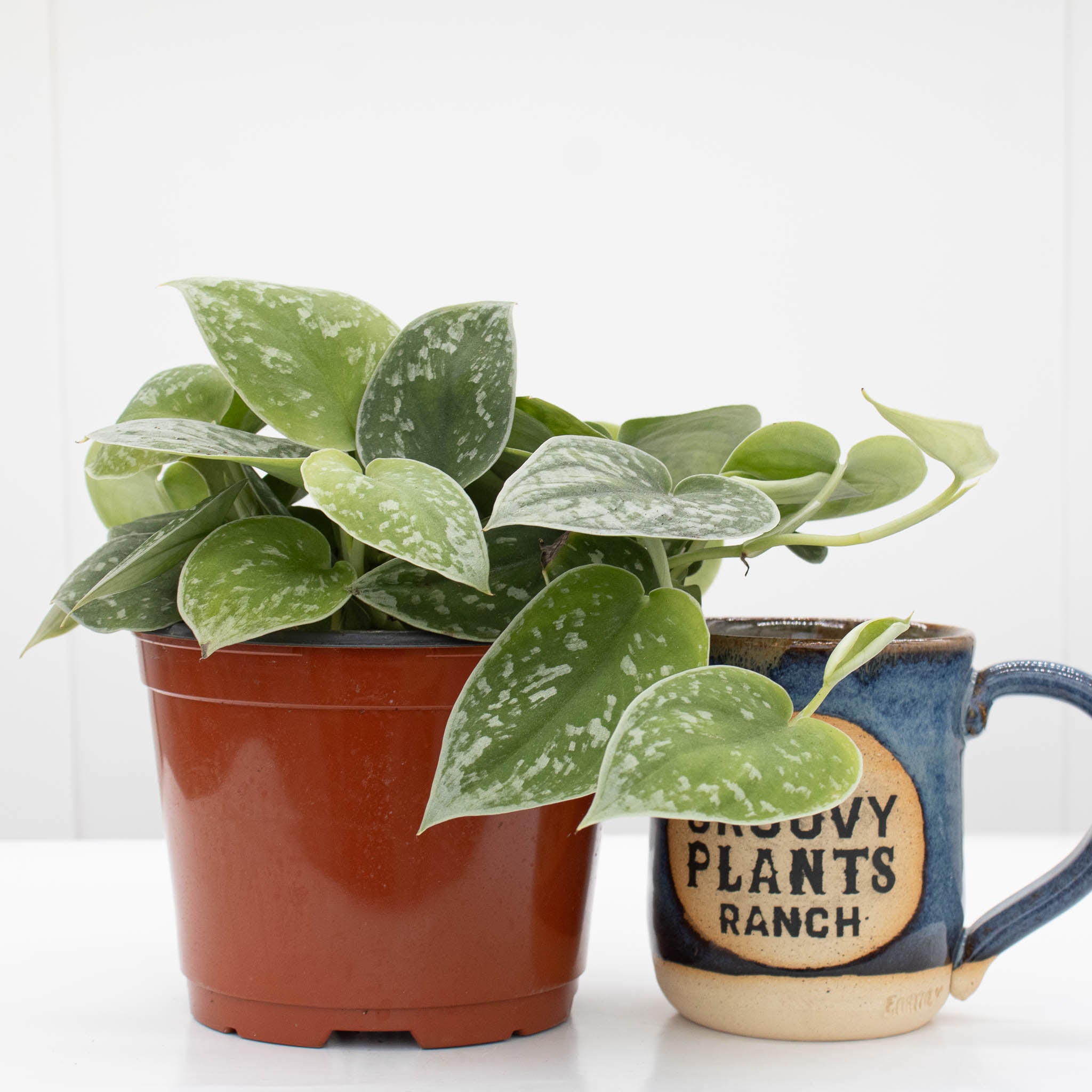 Silver Ann Pothos | Scindapsus pictus 'Silvery Ann' 6" pot