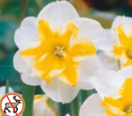 Daffodil 'Sunset Serenade'