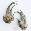 Duo of Tillandsia Seleriana 5-6"