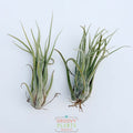 Duo of Tillandsia Seleriana x Streptophylla 6"