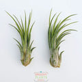 Duo of Tillandsia Seleriana X Velutina 4-5"