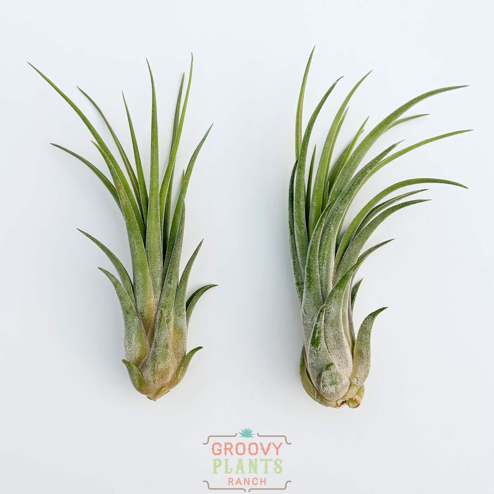 Duo of Tillandsia Seleriana X Velutina 4-5"
