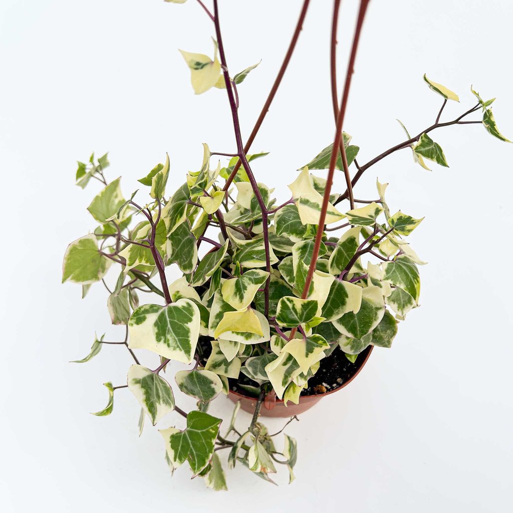 Variegated Wax Ivy | Senecio macroglossus variegata