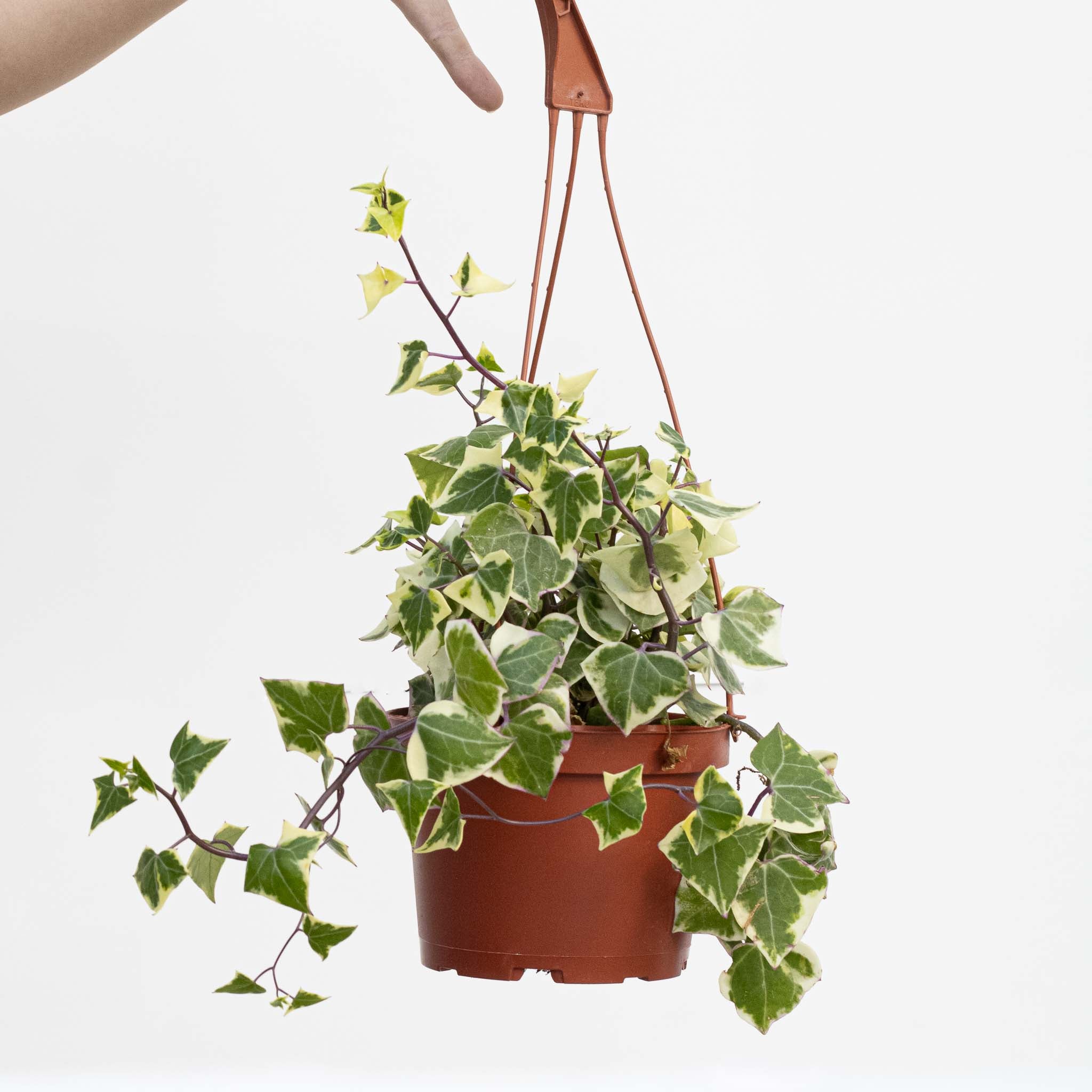 Variegated Wax Ivy | Senecio macroglossus variegata