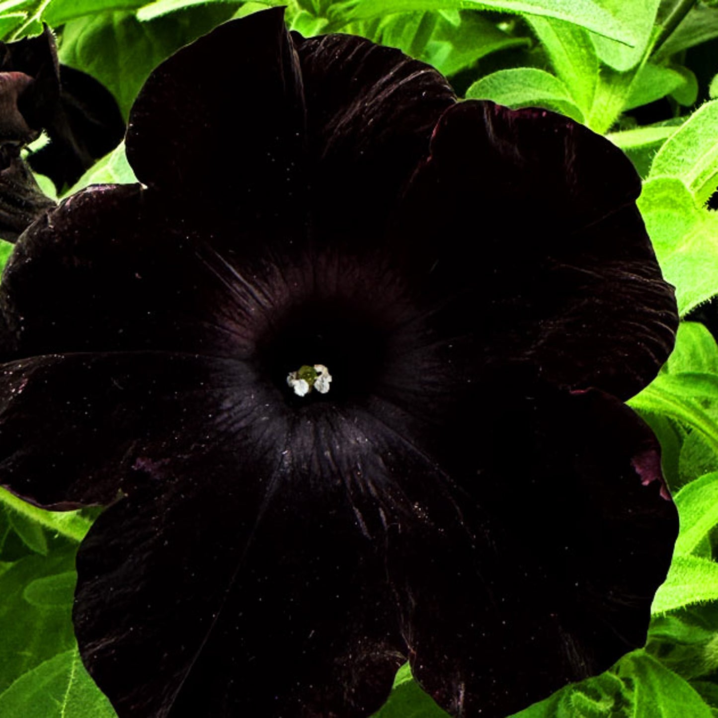 Petunia 'Black in Black' ~ Trio of 3 Hefty Plants