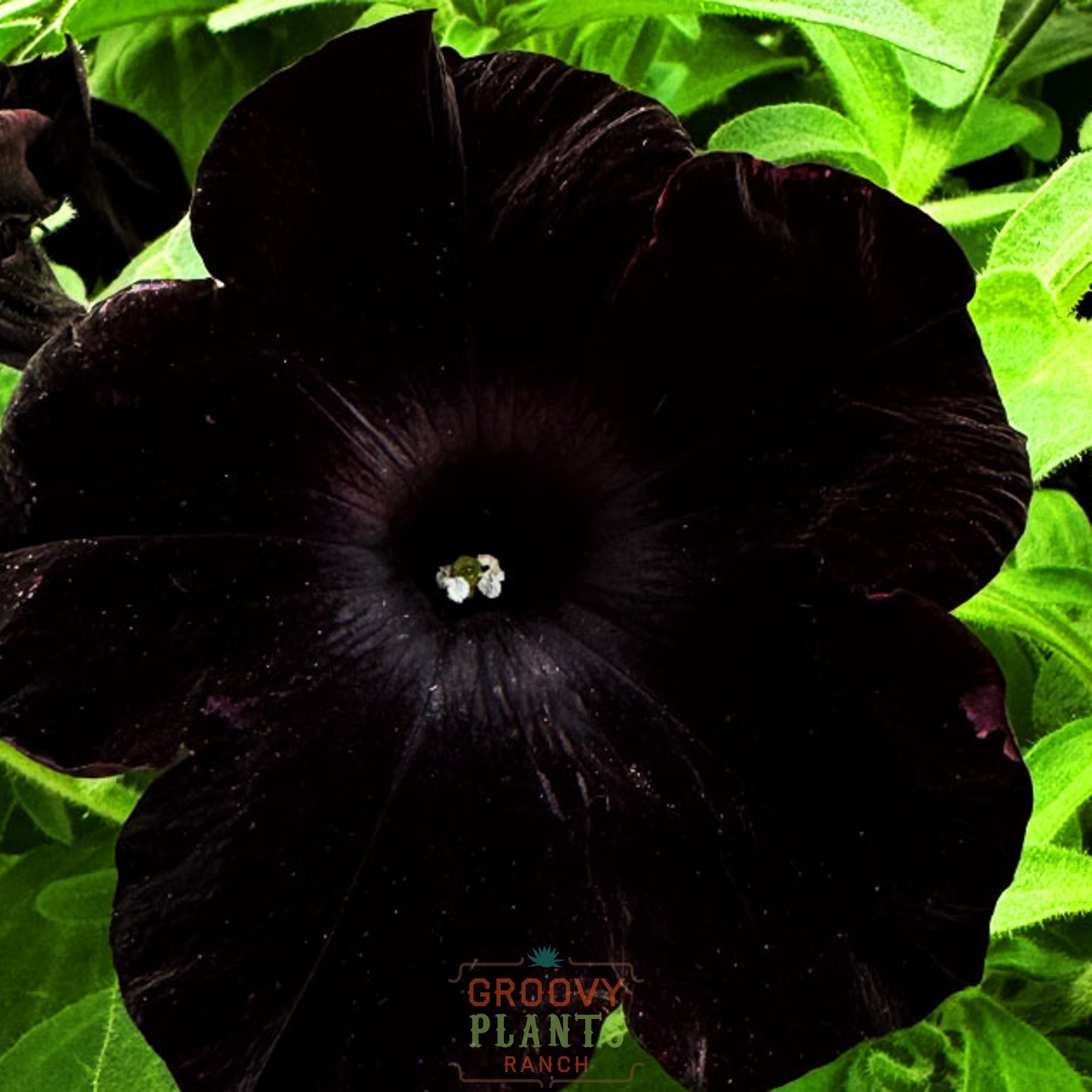 Petunia 'Black in Black' ~ Trio of 3 Hefty Plants for Preorder