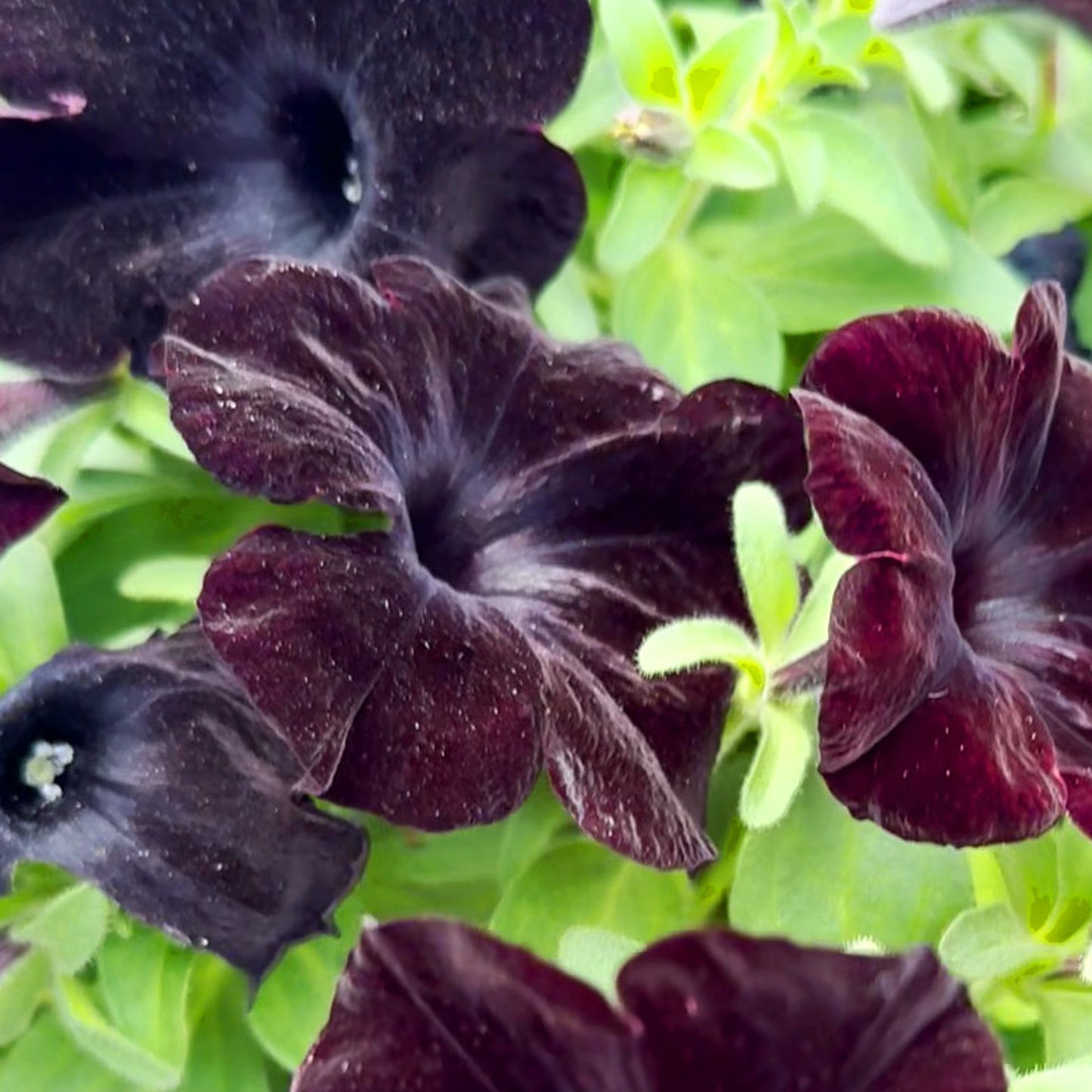 Petunia 'Black in Black' ~ Trio of 3 Hefty Plants