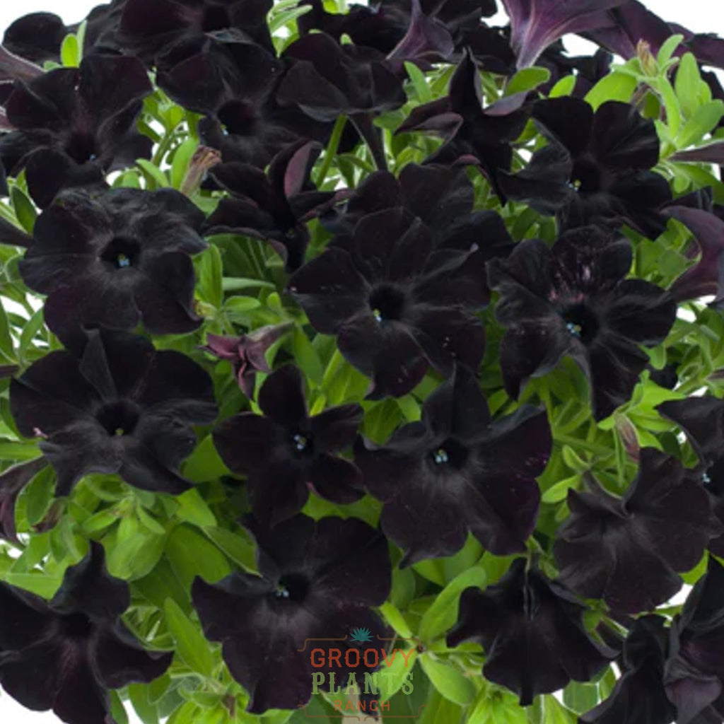 Petunia 'Black in Black' ~ Trio of 3 Hefty Plants for Preorder