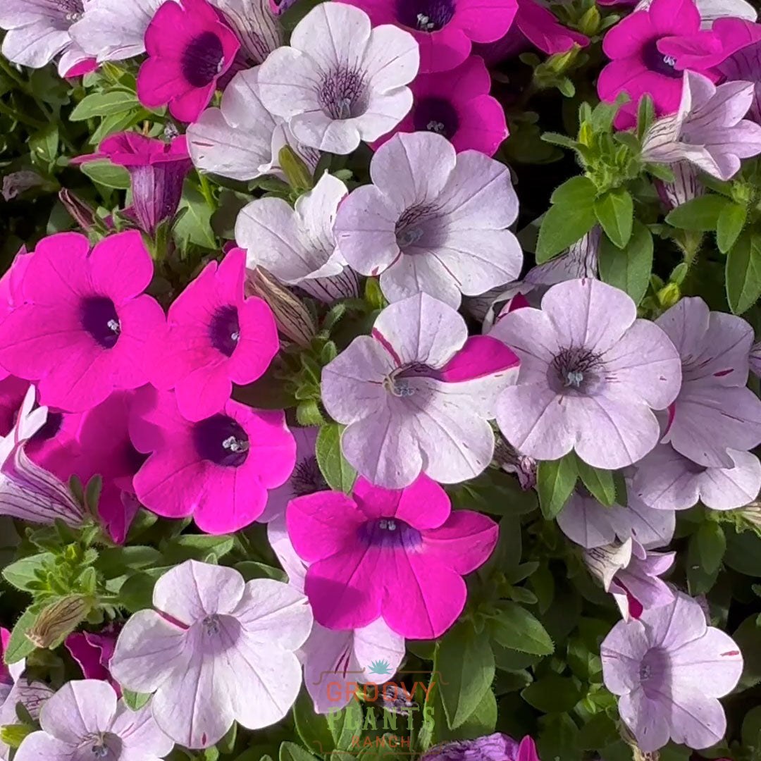 Petunia ‘Blanket Silver Surprise’ ~ Trio of 3 Hefty Plants for Preorder
