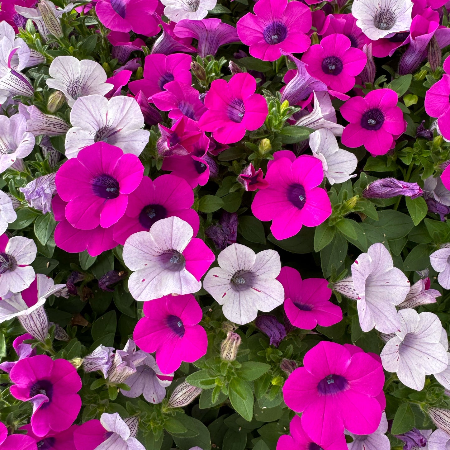 Petunia ‘Blanket Silver Surprise’ ~ Trio of 3 Hefty Plants