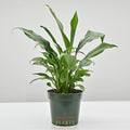 Variegated Peace Lily | Spathiphyllum 'Domino'