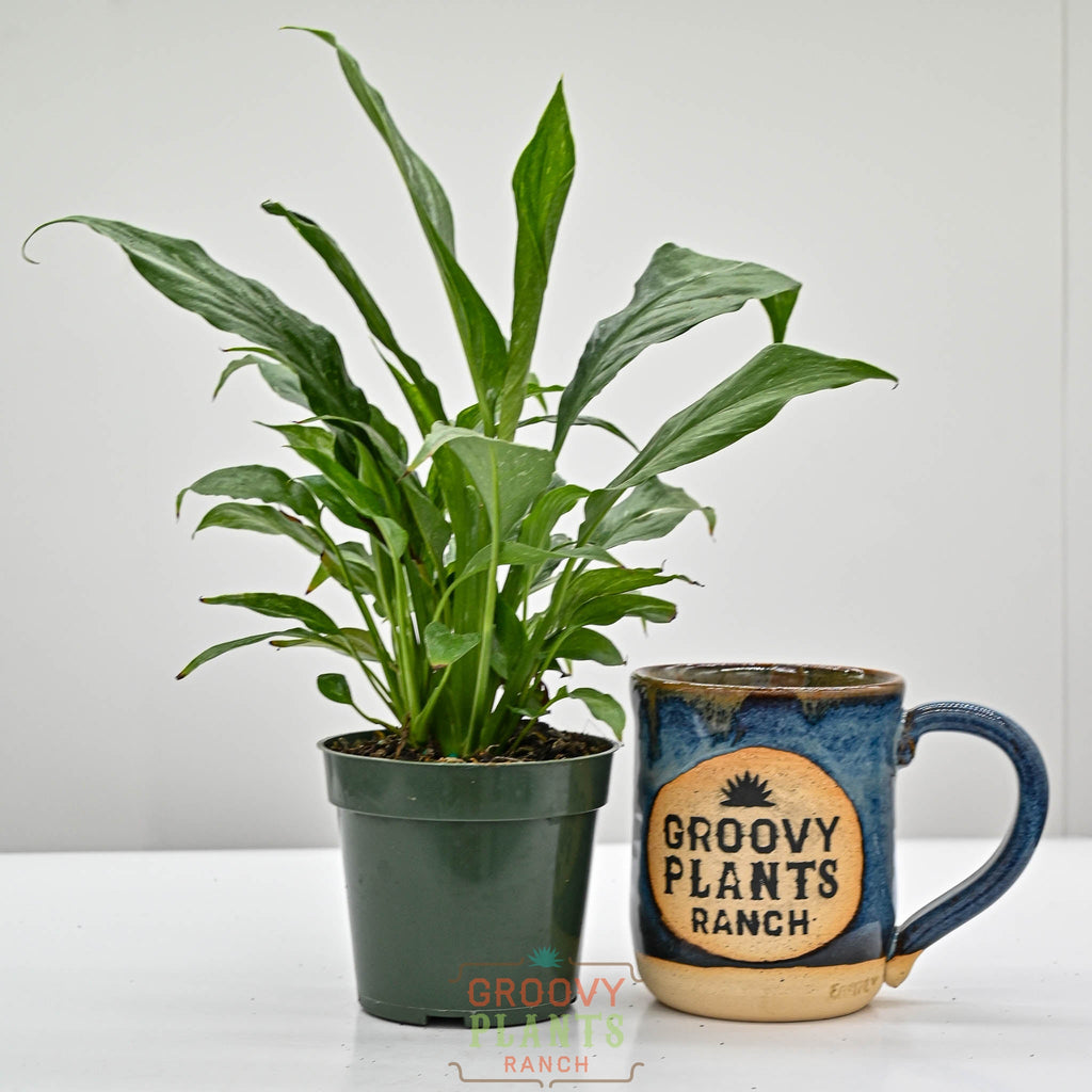 Variegated Peace Lily | Spathiphyllum 'Domino'