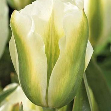 Tulip Spring Green ~ 20 Blubs for Pickup in Fall