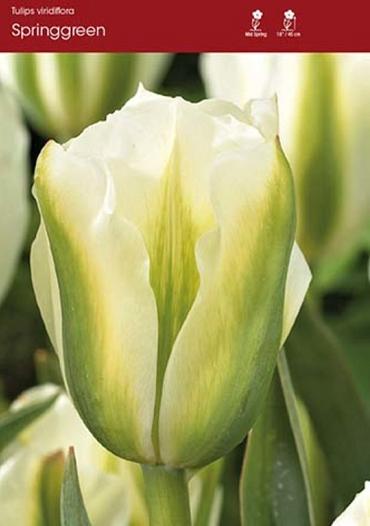 Tulip Spring Green ~ 20 Blubs for Pickup in Fall