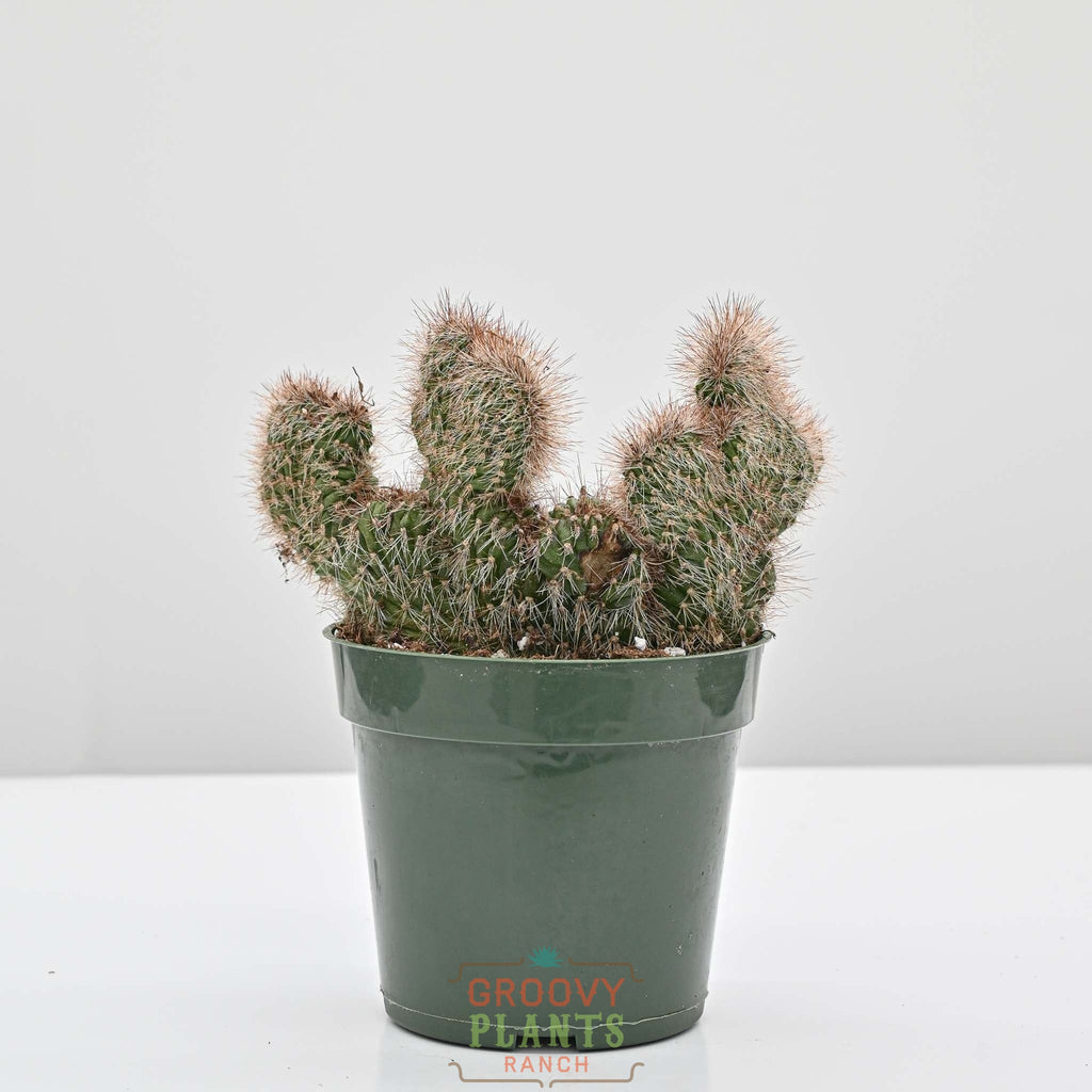 succulent teddy bear Crested Teddy Bear Cactus