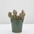 Crested Teddy Bear Cactus | Stenocereus hollianus 'crested'