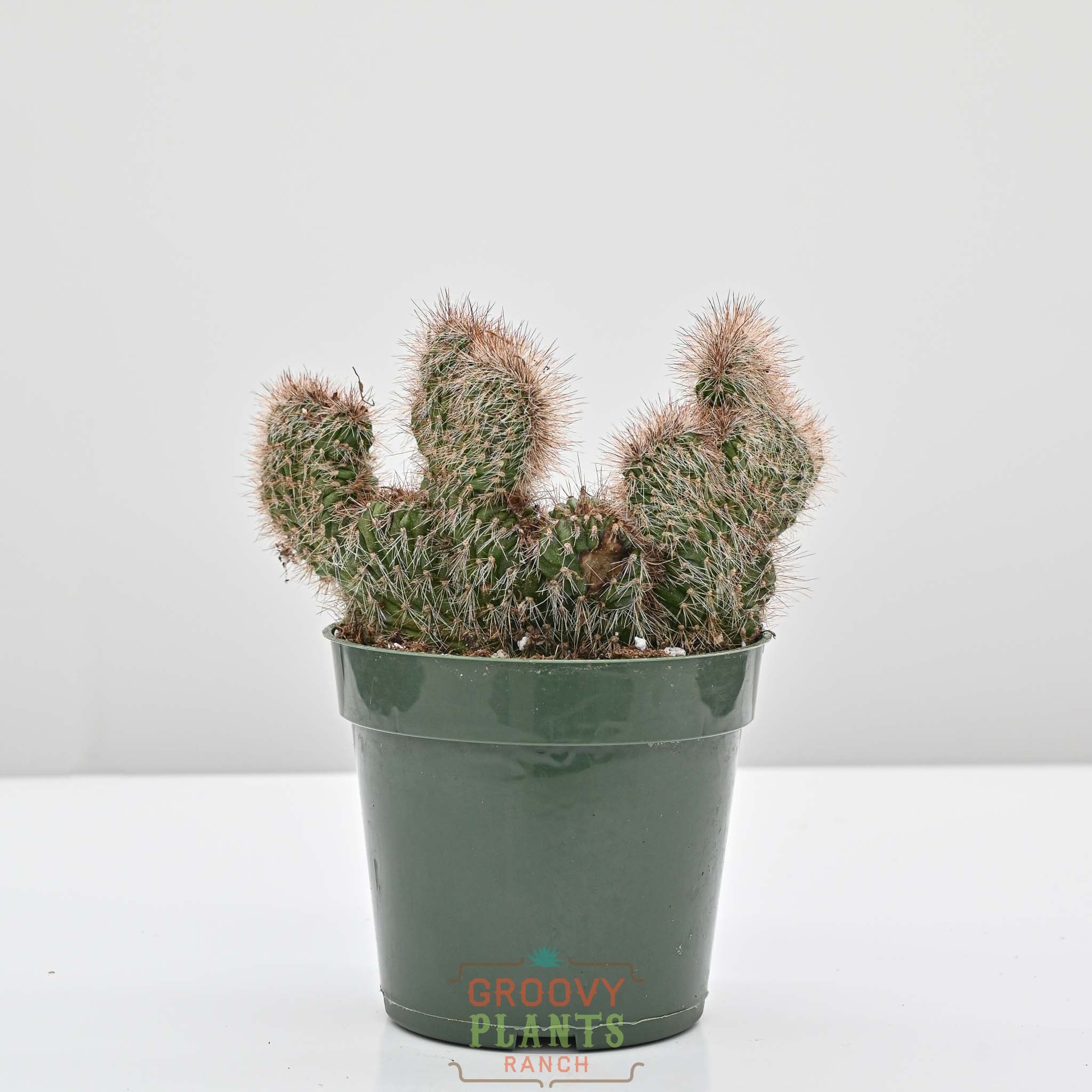 Crested Teddy Bear Cactus | Stenocereus hollianus 'crested'