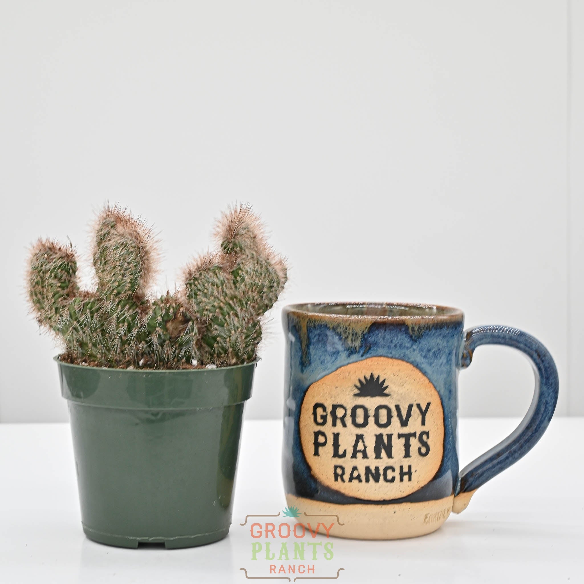Crested Teddy Bear Cactus | Stenocereus hollianus 'crested'