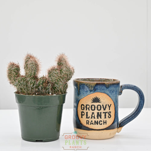 Crested Teddy Bear Cactus | Stenocereus hollianus 'crested'