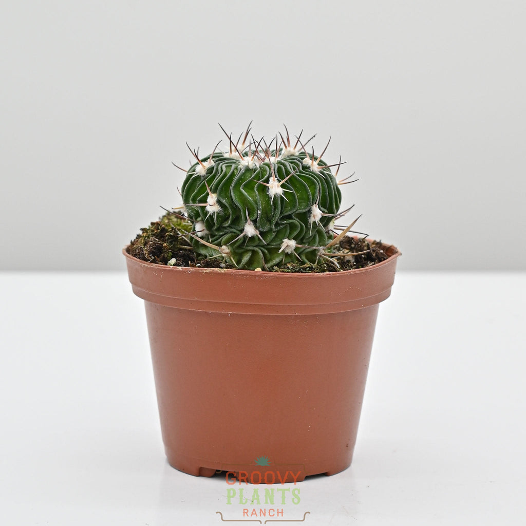 Brain Cactus | Stenocactus Multicostatus