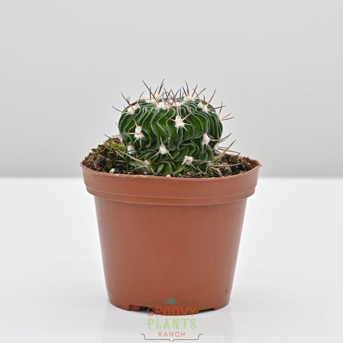Brain Cactus | Stenocactus Multicostatus