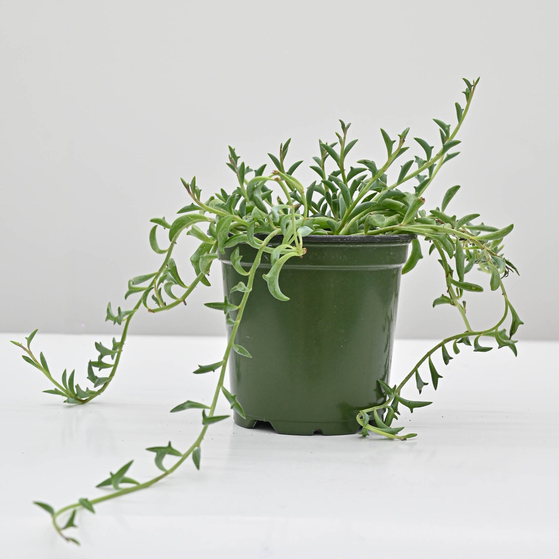 String of Dolphins