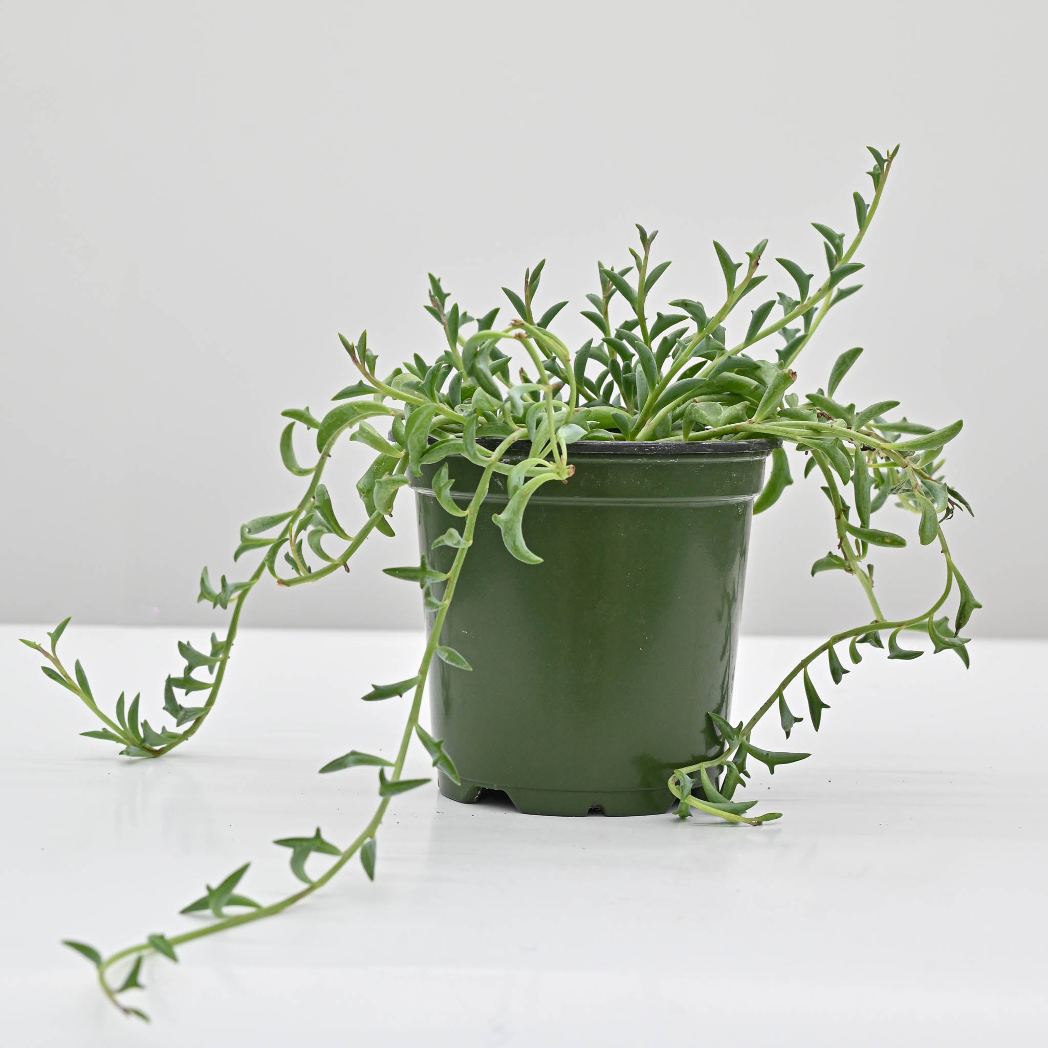 String of Dolphins |  Senecio peregrinus