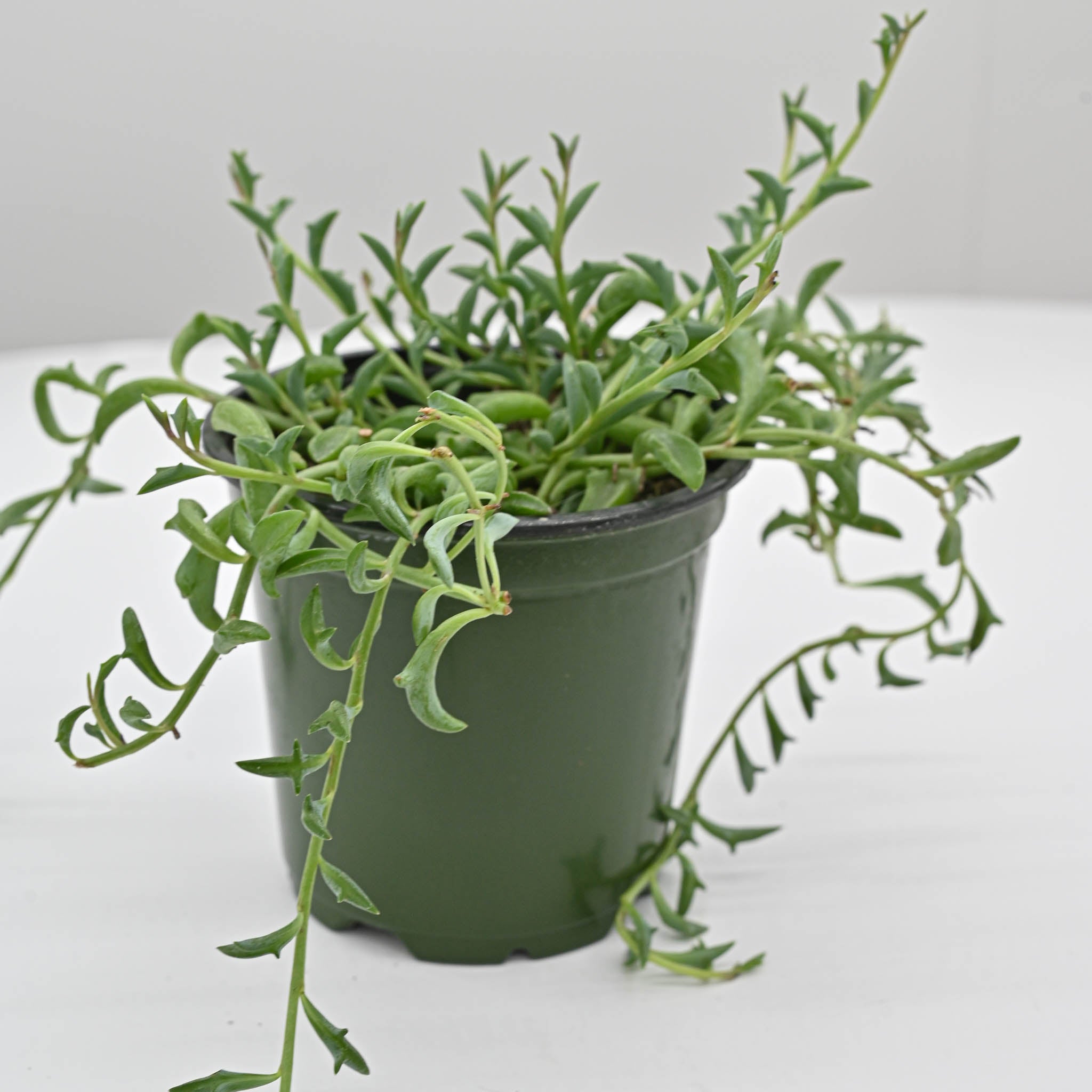 String of Dolphins |  Senecio peregrinus