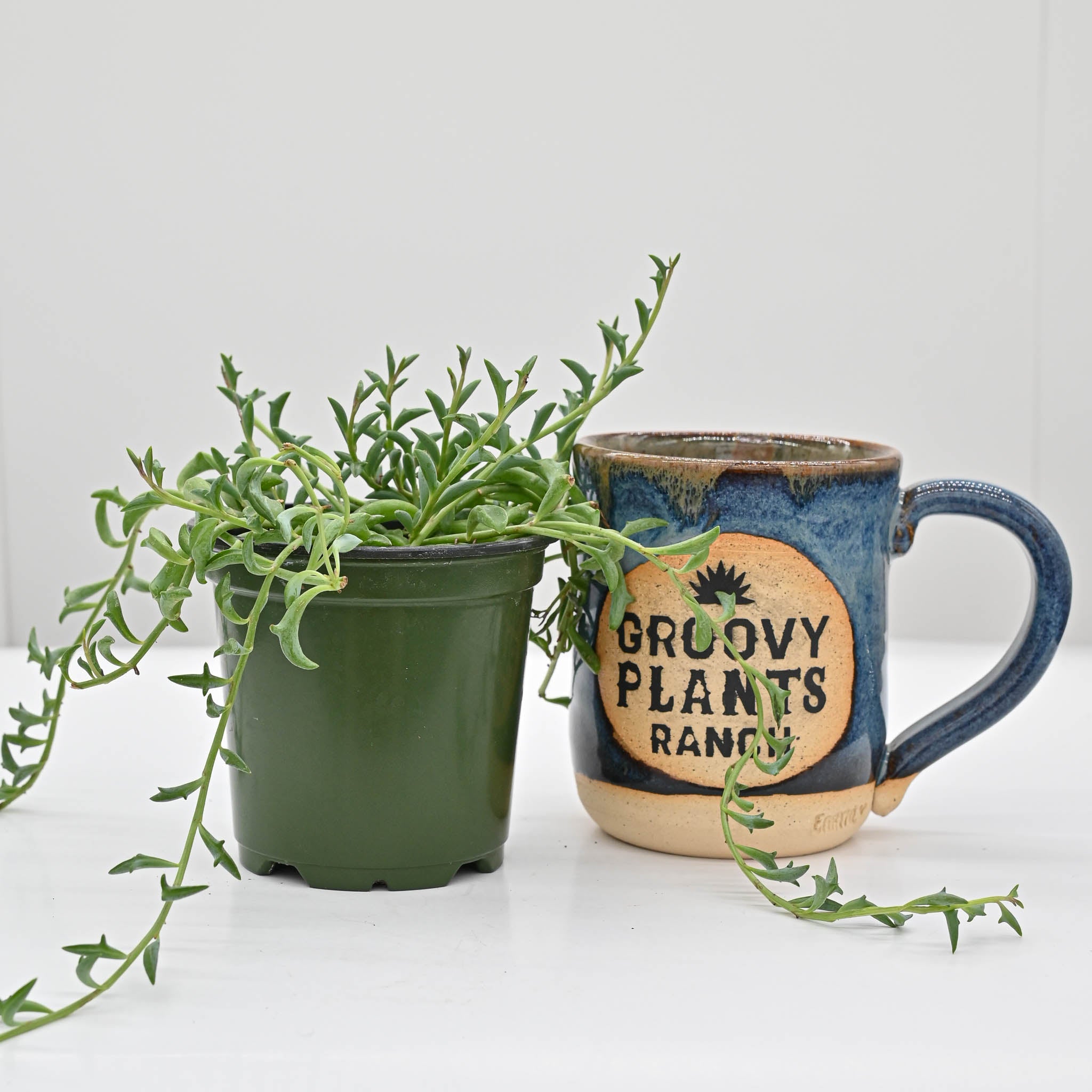 String of Dolphins |  Senecio peregrinus