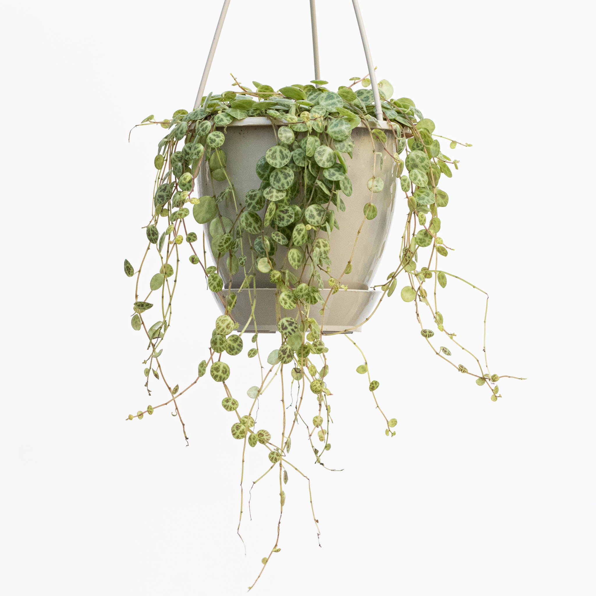 String of Turtles Hanging Basket | Peperomia 'prostrata'
