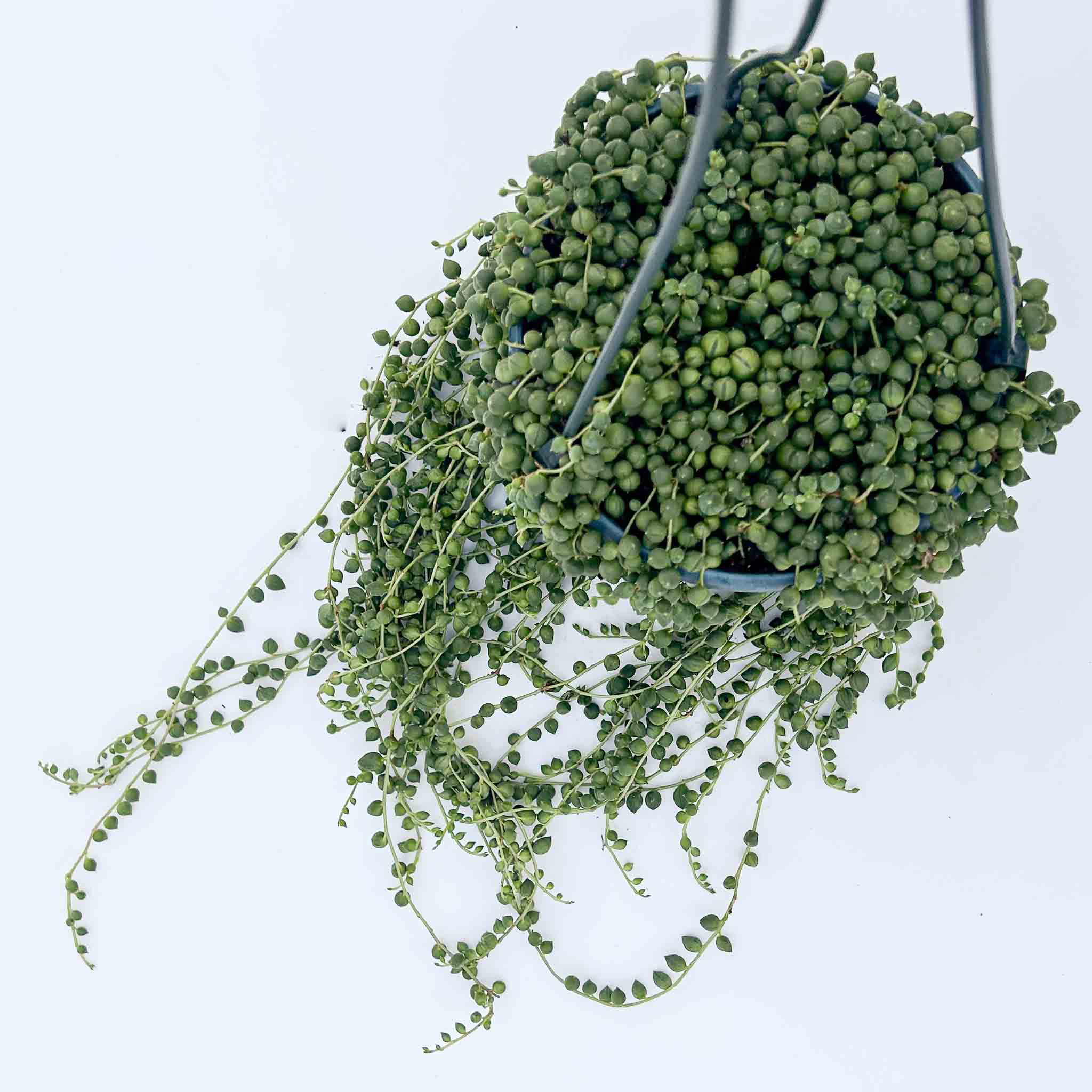 String of pearls Hanging Basket | Senecio rowleyanus
