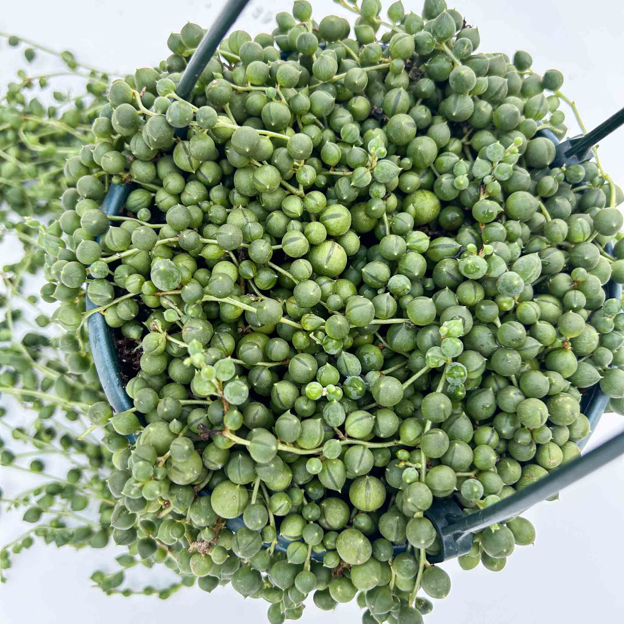 String of pearls Hanging Basket | Senecio rowleyanus