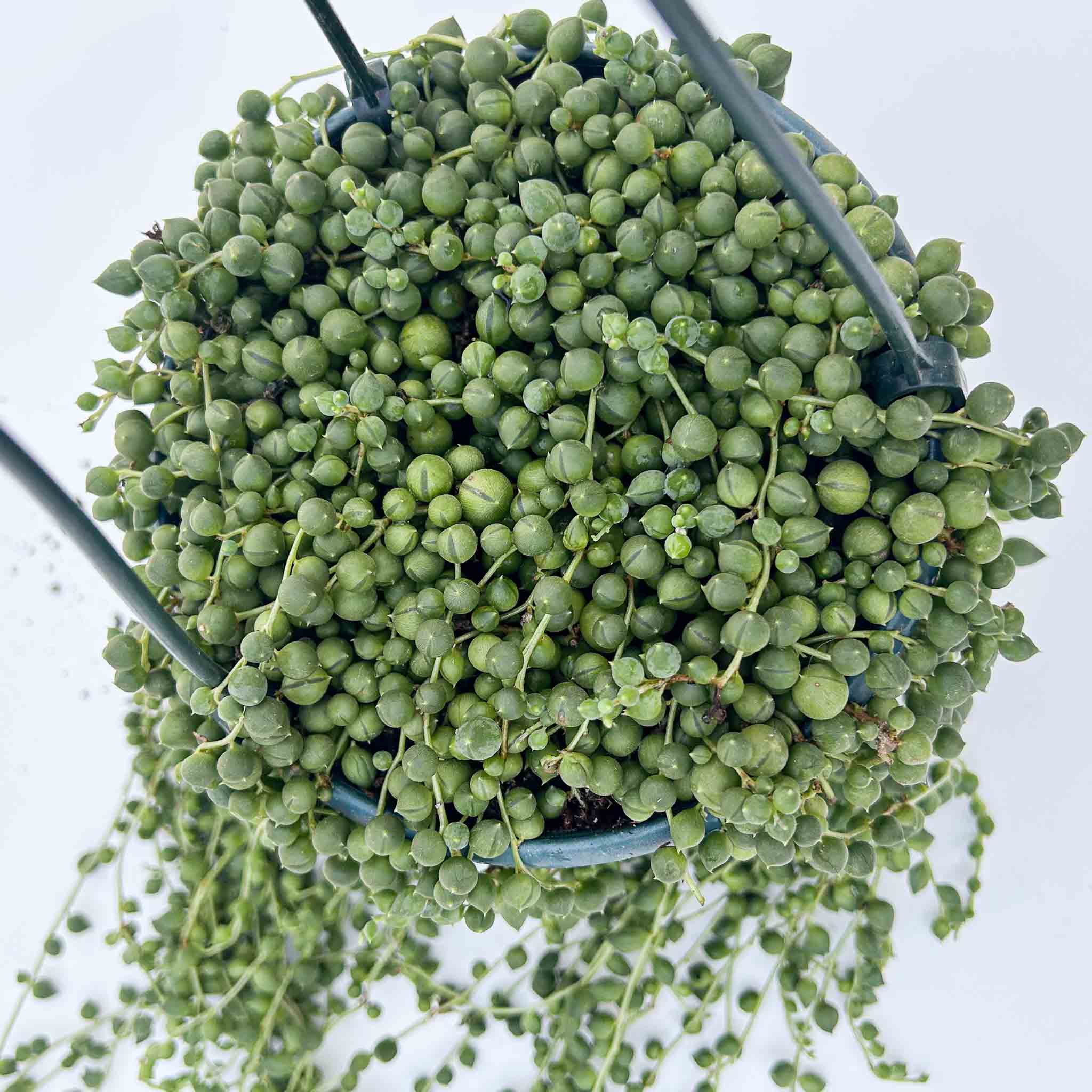 string of pearls hanging plant String of pearls Hanging Basket