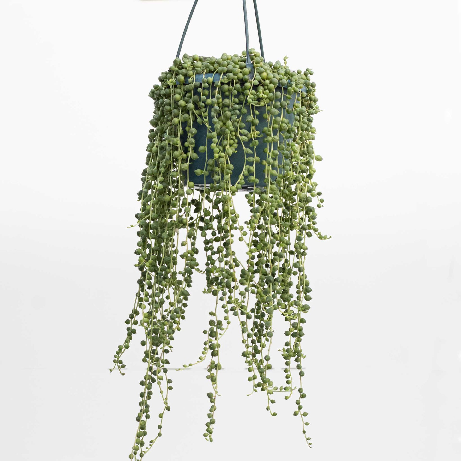 string of pearls plant hanging String of pearls Hanging Basket