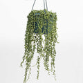 String of pearls Hanging Basket | Senecio rowleyanus