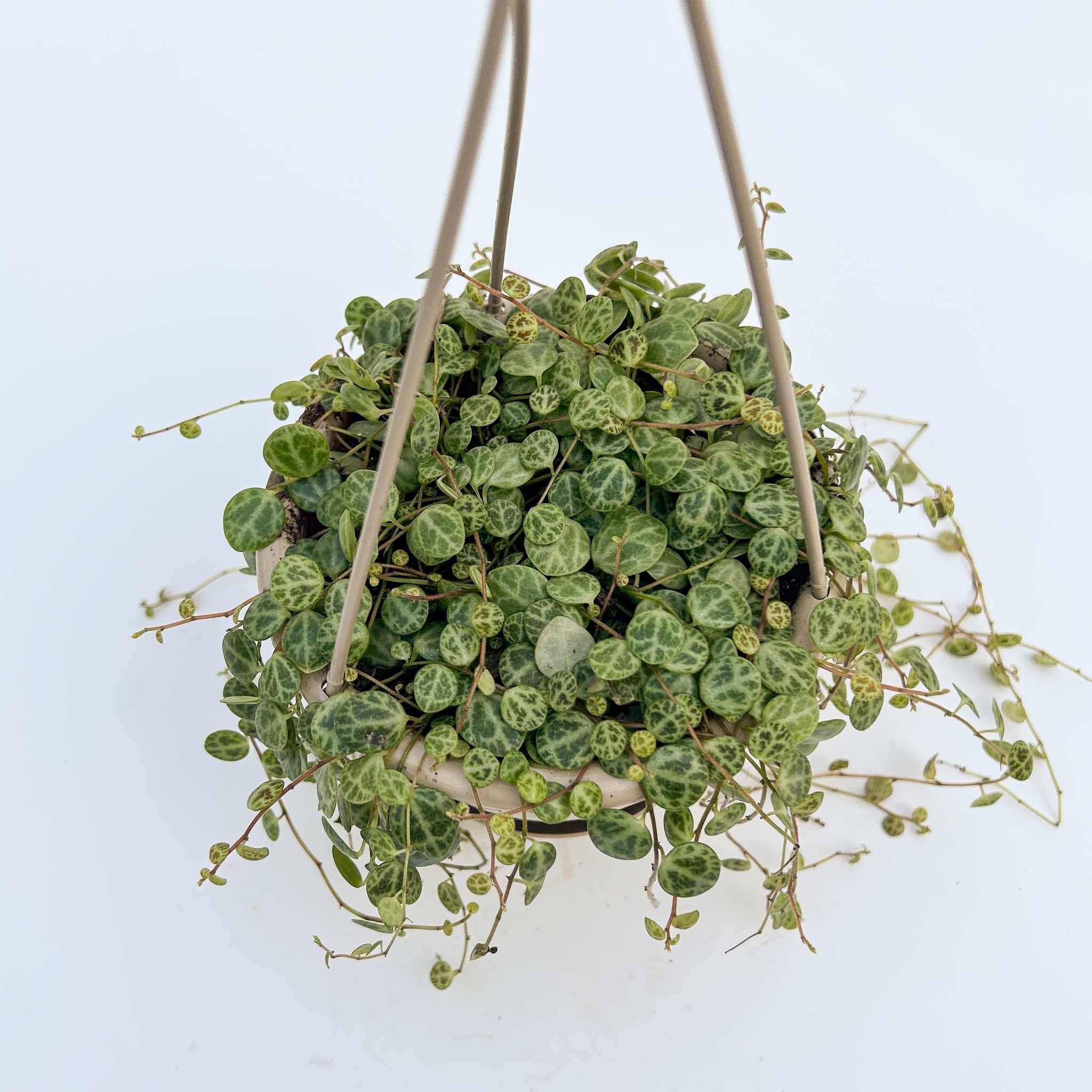 String of Turtles Hanging Basket | Peperomia 'prostrata'