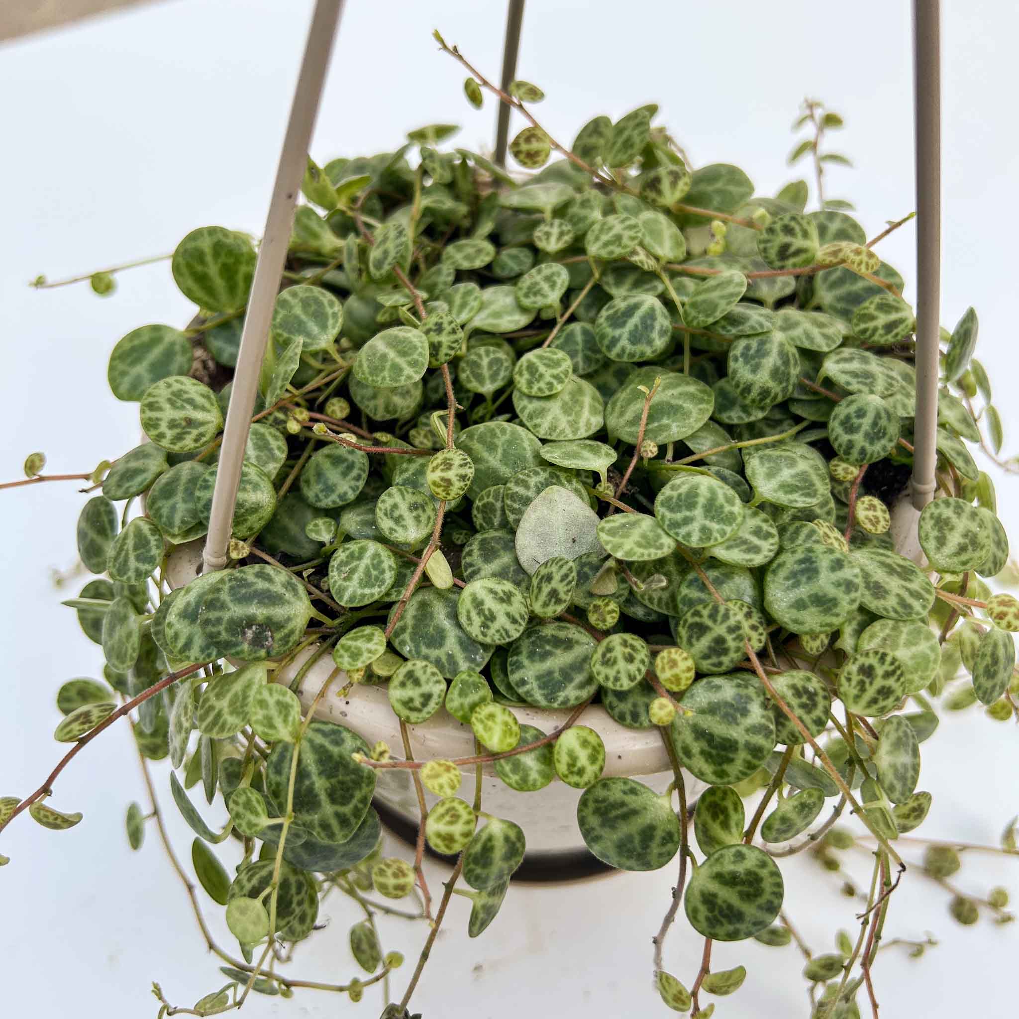 String of Turtles Hanging Basket | Peperomia 'prostrata'