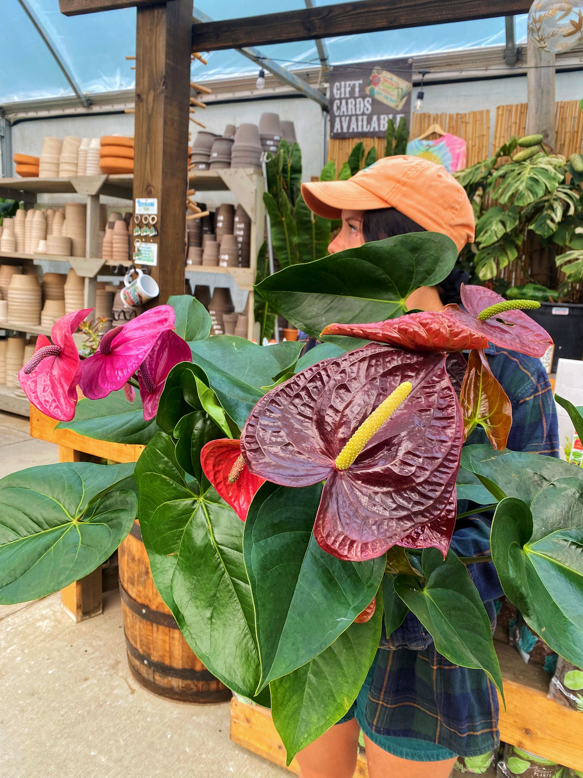 Success with Houseplants: September 27 12PM