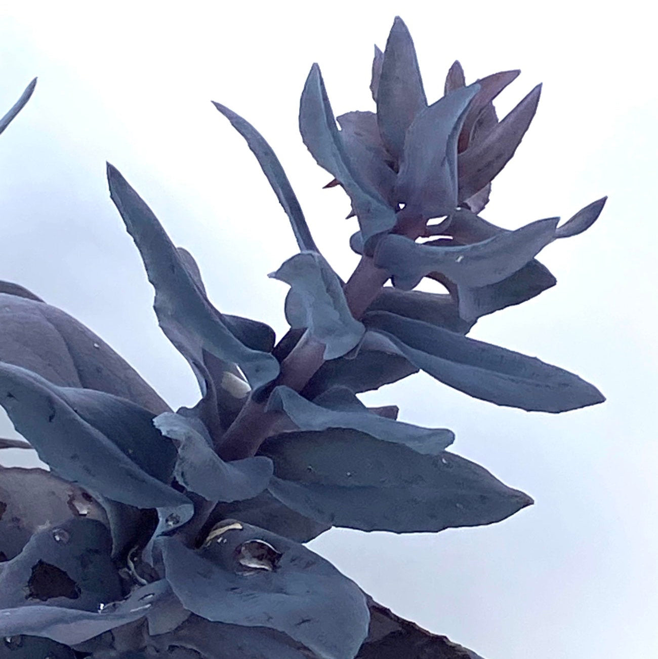 Sedum 'SuperSparkler™ Blue Ox'