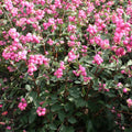 Snowberry 'Sweet Sensation'